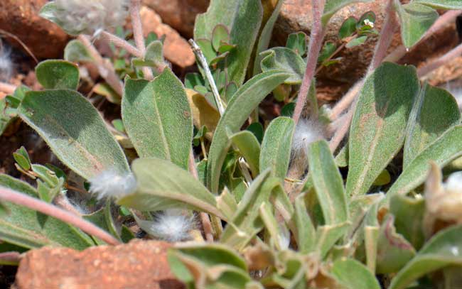 Gomphrena caespitosa, Tufted Globe Amaranth, Southwest Desert Flora